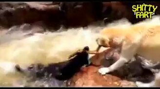 Звери спасают зверей - смотреть видео (4:15)