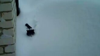 Кошка пробирается через сугробы - смотреть видео (1:08)