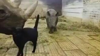 Кошка и носороги - смотреть видео (0:15)