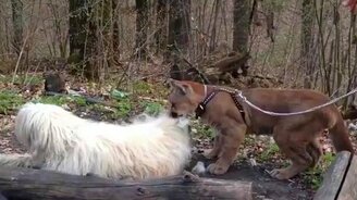 Лев челюсть тренирует - смотреть видео (0:20)