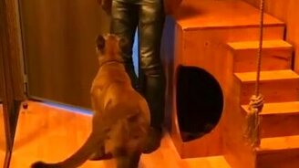 Пума встречает хозяина с работы - смотреть видео (0:46)