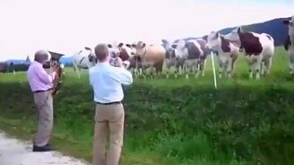 Коровы разбираются в музыке! - смотреть видео (0:28)