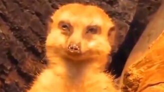 На уроке в школе - смотреть видео (0:44)