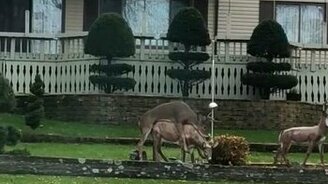 Спутал скульптуру с самкой - смотреть видео (0:58)