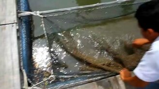 Защитная реакция фугу - смотреть видео (0:41)