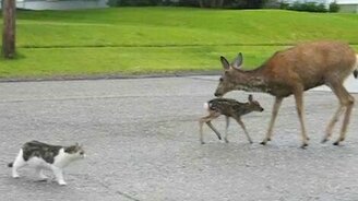 Как оленихи оберегают детёнышей - смотреть видео (1:56)