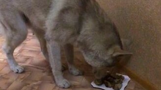 Есть разрешается! - смотреть видео (0:09)