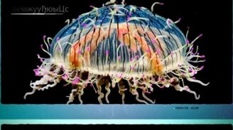 Самые живучие существа - смотреть видео (3:00)