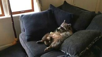 Жизнь енота удалась... - смотреть видео (0:31)