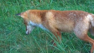 Лиса ловит крота - смотреть видео (0:43)