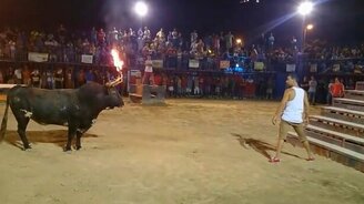 Шутки с быком плохи - смотреть видео (0:35)