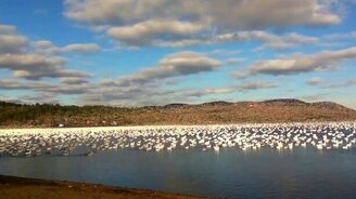Взлёт огромной стаи гусей - смотреть видео (1:13)