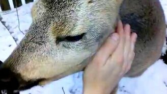 Ласковая косуля - смотреть видео (0:26)