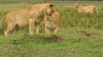 Мангуст против четырёх львов - смотреть видео (1:23)