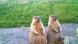 Невозмутимые мамочки - смотреть видео (1:01)