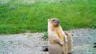 Мама на страже безопасности малышей - смотреть видео (1:01)