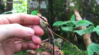 Гусеница, напоминающая змею - смотреть видео (0:50)