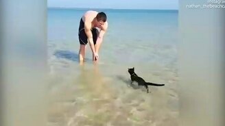 Кот, который любит море - смотреть видео (0:59)