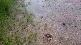 Тарантуловый ястреб против тарантула - смотреть видео (2:37)