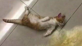 Сон в смешной позе - смотреть видео (0:33)