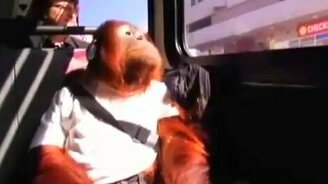 Они среди нас - смотреть видео (3:04)