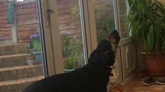 Собачье вибрато - смотреть видео (0:34)