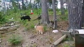 Страшнее кошки зверя нет! - смотреть видео (1:12)