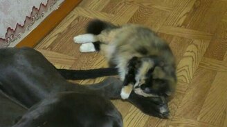 Ей-богу, как кошка с собакой - смотреть видео (2:59)