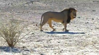 Только бы лапы не промочить! - смотреть видео (1:21)