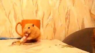 Сало, хомяк и кот - смотреть видео (0:23)