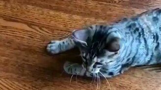 Коты против пёрышка - смотреть видео (0:26)