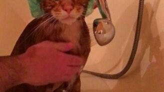 Купание идеально спокойного кота - смотреть видео (1:36)