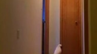 Куда делся хозяин? - смотреть видео (0:49)