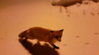 Лисы и вахтовый рабочий - смотреть видео (2:15)