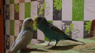 Как уговорить самочку - смотреть видео (0:27)