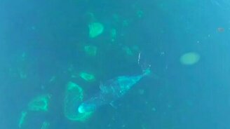 Как киты гигиену соблюдают - смотреть видео (0:32)