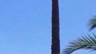 Коза на пальме - смотреть видео (0:40)