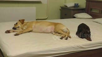 Прочь с моей кровати! - смотреть видео (0:35)