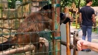 Берегись обезьян - смотреть видео (0:12)