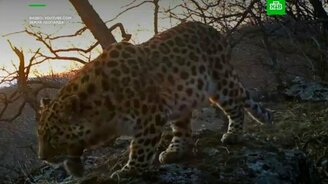 Первая запись рыка дальневосточного леопарда - смотреть видео (0:22)