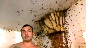 Смельчак удаляет пчелиное гнездо - смотреть видео (6:30)