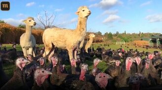 Альпака охраняют индеек от лис - смотреть видео (0:50)