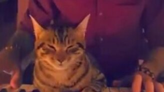 Кот меломанит... - смотреть видео (0:52)