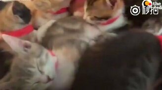 Котятотерапия - смотреть видео (0:29)