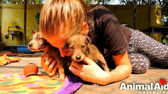 Спасение щенят из смолы - смотреть видео (6:37)