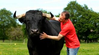 Быки очень дружелюбны - смотреть видео (3:07)