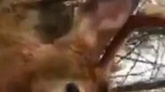 Смелый молодой олень и охотник - смотреть видео (7:08)