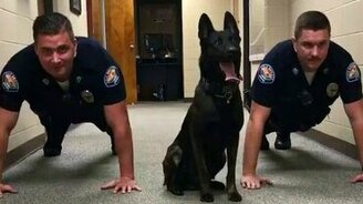 Овчарка отжимается - смотреть видео (0:07)