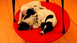 Колыбельная для хулиганов - смотреть видео (0:29)