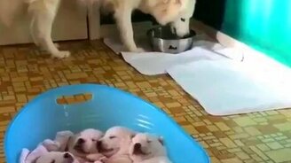 Сладкие щенята спят - смотреть видео (1:00)